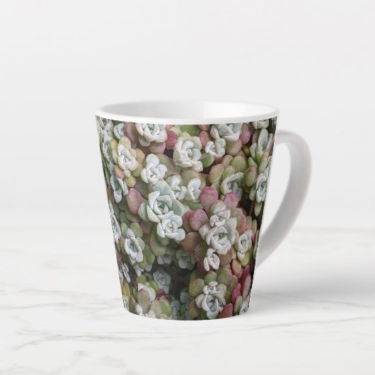 Sedum Spathulifolium Succules floral Milchtasse (Rechte Ecke)