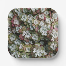 Sedum Spathulifolium Succules floral