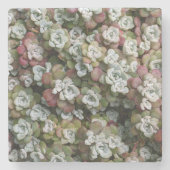 Sedum Spathulifolium Succules floral Steinuntersetzer (Vorderseite)