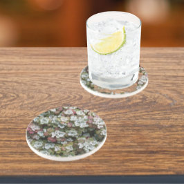 Sedum Spathulifolium Sukkuläre Pflanze Bläschen Getränkeuntersetzer