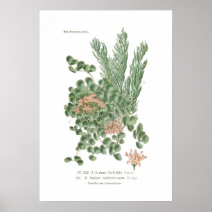 Sedum Spezies Poster