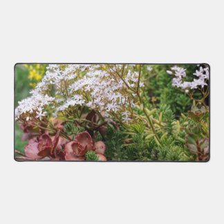 Sedum-Sukkulturen mit Blüten aus weißer Blume Schreibtischunterlage