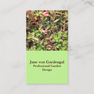 Sedum Visitenkarte