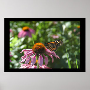 See Como Park-Schmetterling Poster