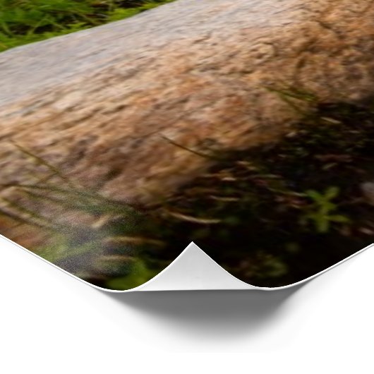 See Solitude Poster (Ecke)