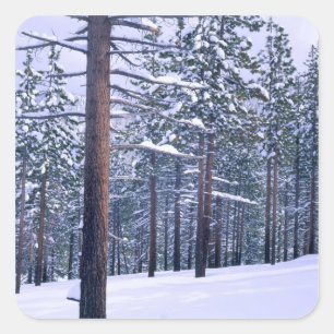 SEE TAHOE STAAT PARK, NEVADA. USA. Frischer Schnee Quadratischer Aufkleber