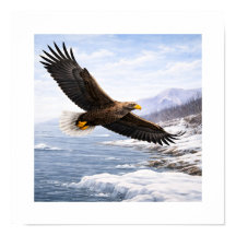 Seeadler (Haliaeetus albicilla) –