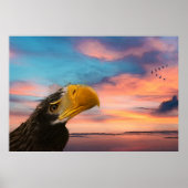 Seeadler Poster (Vorne)