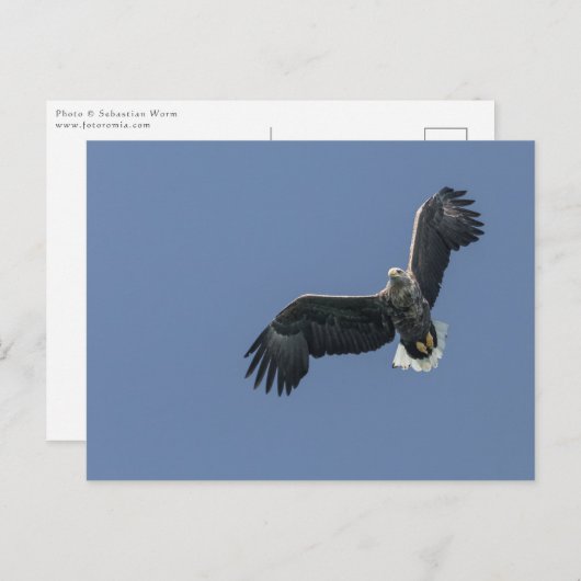 Seeadler Postkarte (Vorne/Hinten)