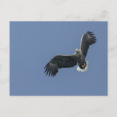 Seeadler Postkarte (Vorderseite)