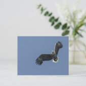 Seeadler Postkarte (Stehend Vorderseite)