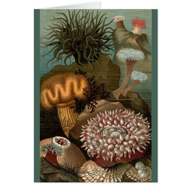Seeanemone aus dem 19. Jahrhundert (Vorne)