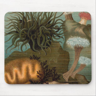 Seeanemone aus dem 19. Jahrhundert Mousepad
