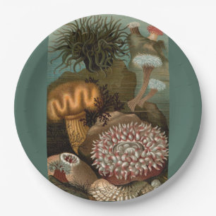 Seeanemone aus dem 19. Jahrhundert Pappteller