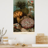 Seeanemone aus dem 19. Jahrhundert Poster (Küche)