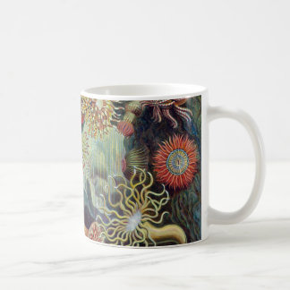 Seeanemone Ernst Haeckels Actiniaea Kaffeetasse