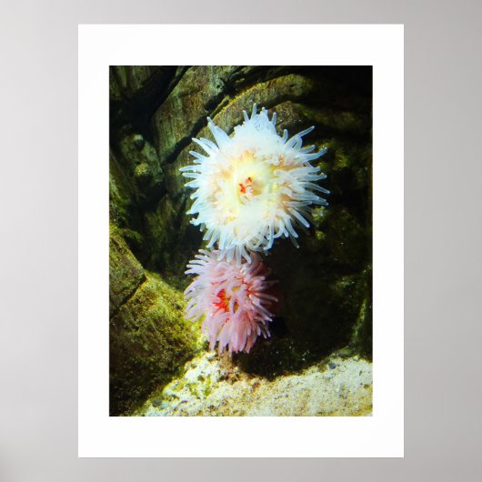 Seeanemone Poster (Vorne)