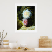 Seeanemone Poster (Küche)
