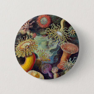 Seeanemone Wissenschaftliche Natur Ozean Button
