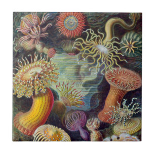 Seeanemone Wissenschaftliche Natur Ozean Fliese