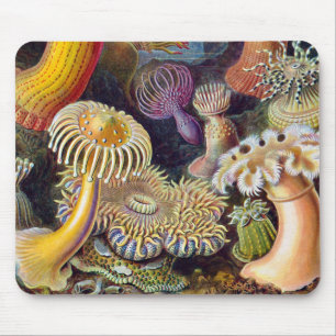 Seeanemone Wissenschaftliche Natur Ozean Mousepad