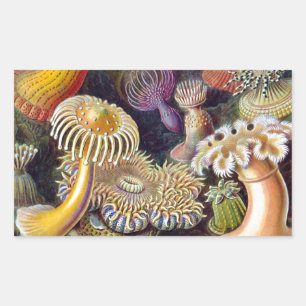 Seeanemone wissenschaftliche Natur Ozean Rechteckiger Aufkleber