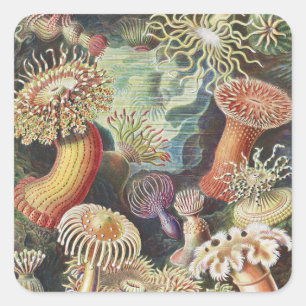 Seeanemonen, Actiniae Seeanemonen Ernst Haeckel Quadratischer Aufkleber