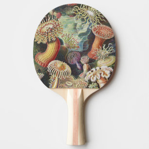 Seeanemonen, Actiniae Seeanemonen Ernst Haeckel Tischtennis Schläger