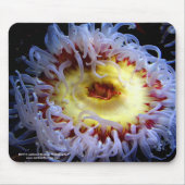 Seeanemonen-Mausunterlage Mousepad (Vorne)