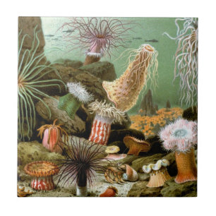 Seeanemonen Meeresleben, Vintage Meereslebewesen Fliese