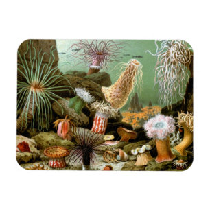 Seeanemonen Meeresleben, Vintage Meereslebewesen Magnet