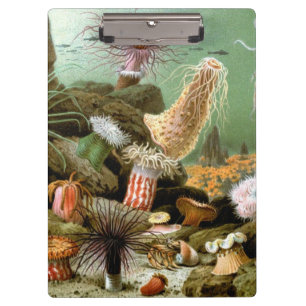 Seeanemonen Meeresleben, Vintage-Ozean-Tiere Klemmbrett