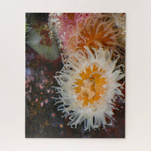 Seeanemonen. Puzzle