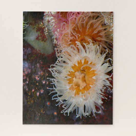 Seeanemonen. Puzzle (Vertikal)
