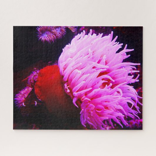 Seeanemonen Puzzle (Horizontal)