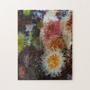 Seeanemonen. Puzzle