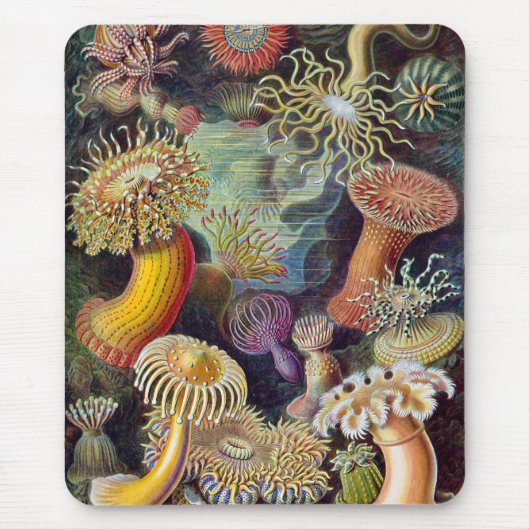 Seeanemonen, Vintage Actiniae von Ernst Haeckel Mousepad (Vorne)