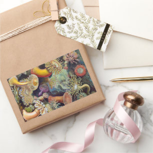 Seeanemonen, Vintage Actiniae von Ernst Haeckel Rechteckiger Aufkleber