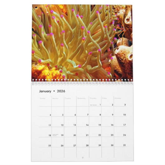Seeanemonen-Wandkalender Kalender (Jan 2026)
