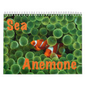 Seeanemonen-Wandkalender Kalender (Titelbild)