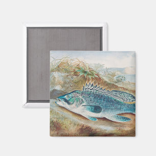 Seebarsch von S.A. Kilbourne, Vintage Fisch Magnet