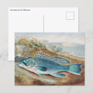 Seebarsch von S.A. Kilbourne, Vintage Fish Postkarte