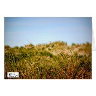 Seebrise (5,0)