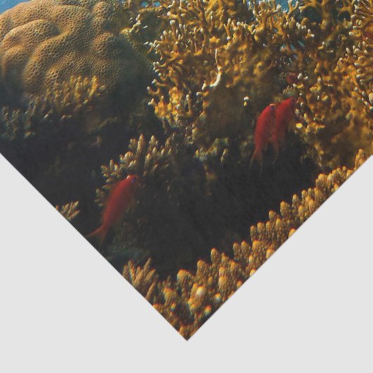 Seebuchpapier Seidenpapier (Detail)