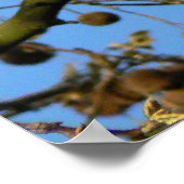 Seed Pods - London Flugzeug Tree Poster (Ecke)