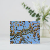 Seed Pods - London Flugzeug Tree Postkarte (Stehend Vorderseite)