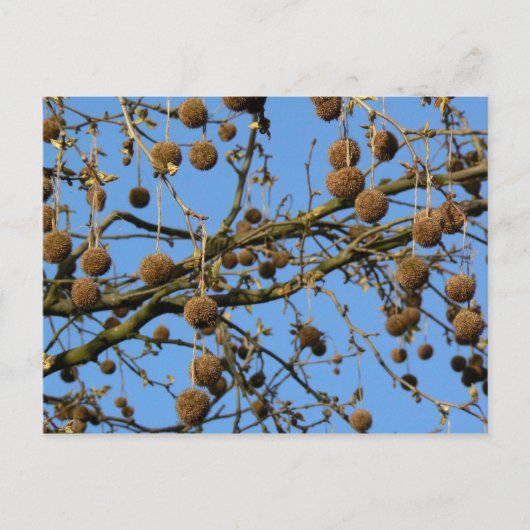 Seed Pods - London Flugzeug Tree Postkarte (Vorderseite)