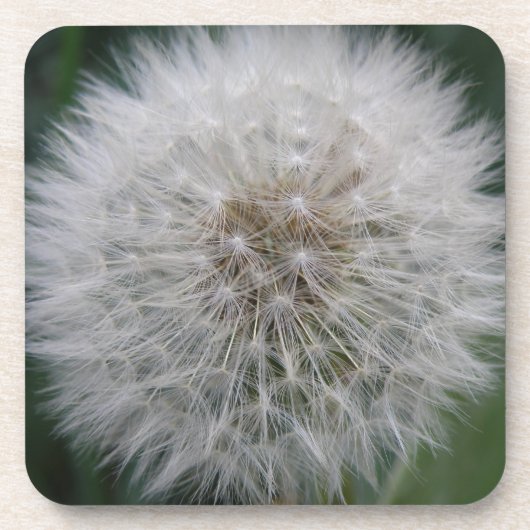 Seeding Dandelion Blume Cork Untersetzer (Vorderseite)