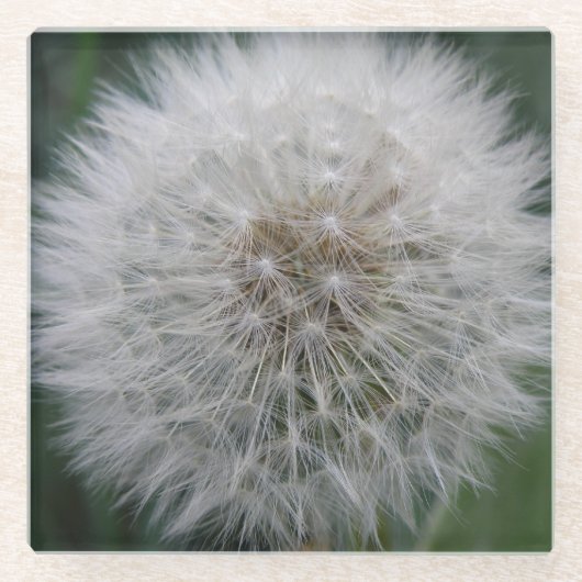 Seeding Dandelion Blume Glass Untersetzer (Vorderseite)
