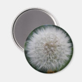 Seeding Dandelion Blume Magnet (Vorderseite/Rückseite)